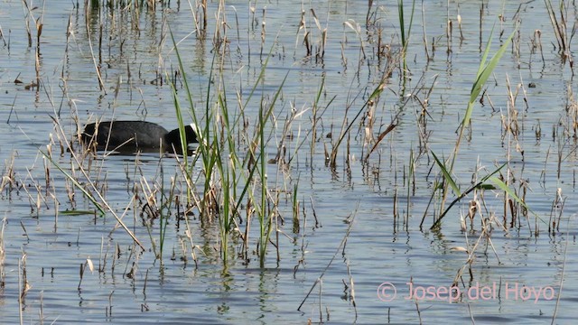 Eurasian Coot - ML617510071