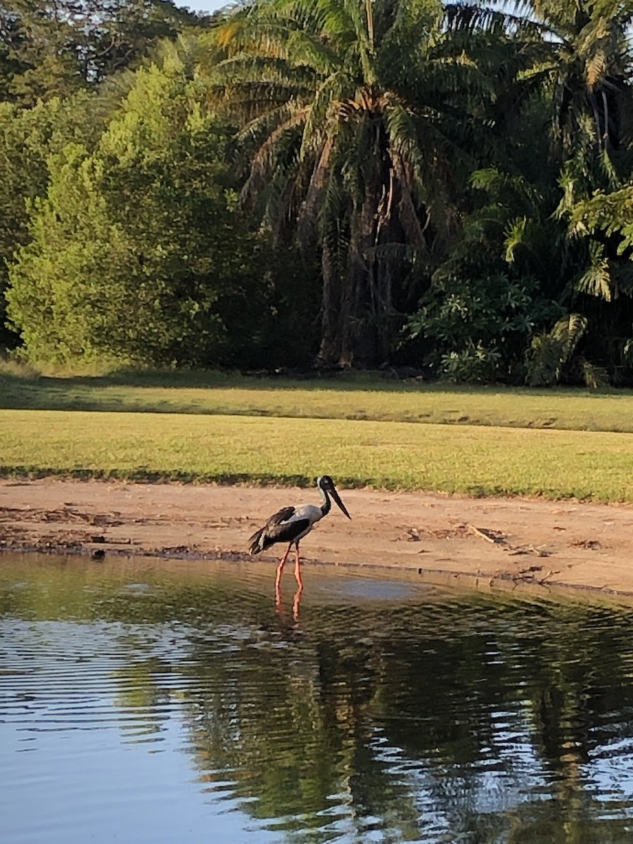 Black-necked Stork - ML617510075