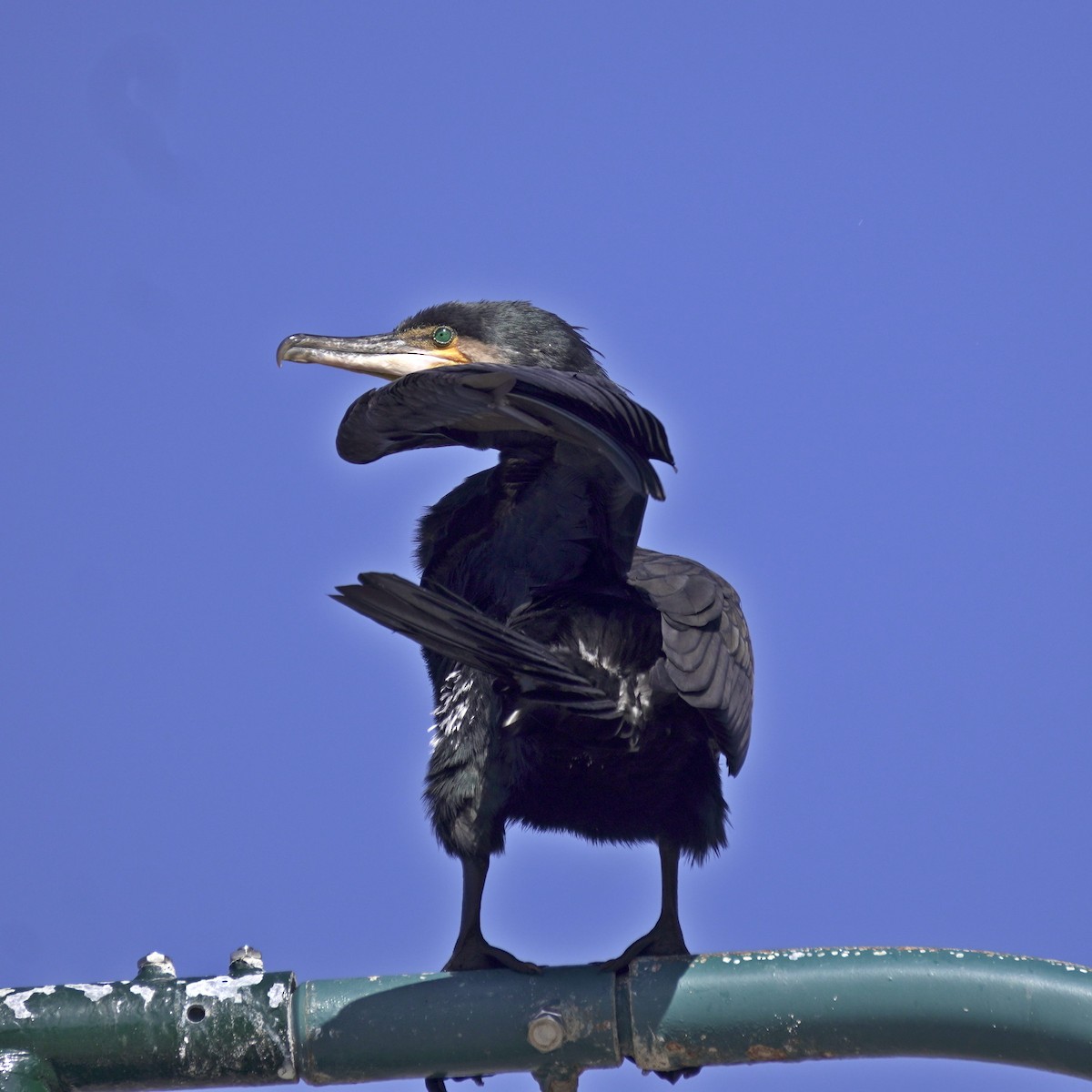 Cormorán Grande - ML617510118