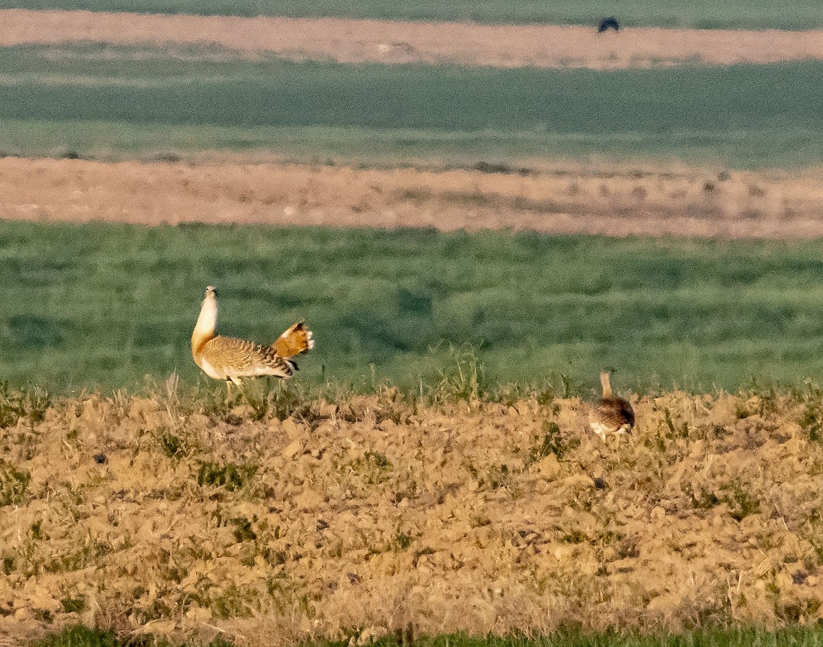 Great Bustard - ML617510124