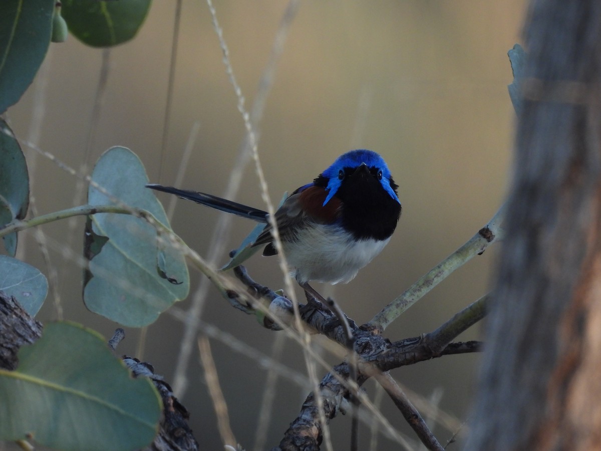 Purple-backed Fairywren - ML617510208