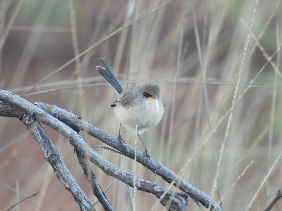 Purple-backed Fairywren - ML617510209