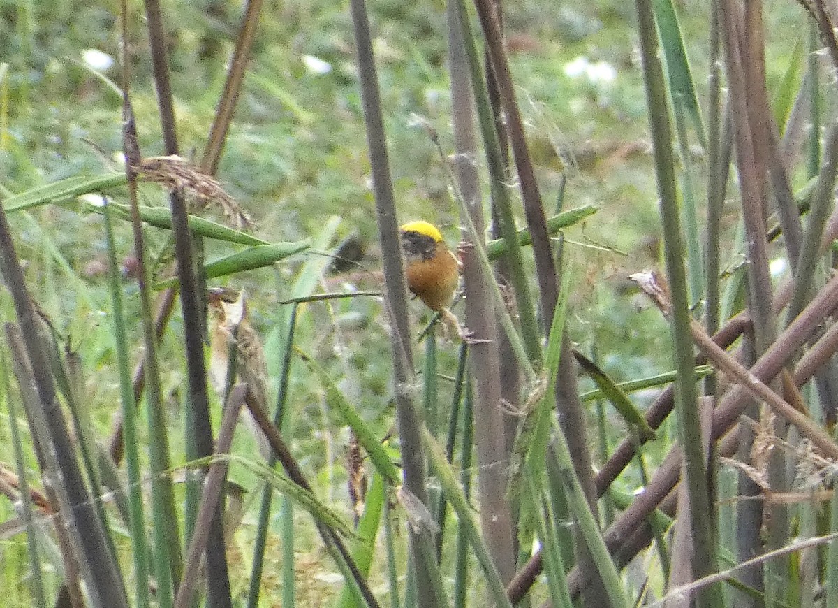 Streaked Weaver - Mike Tuer