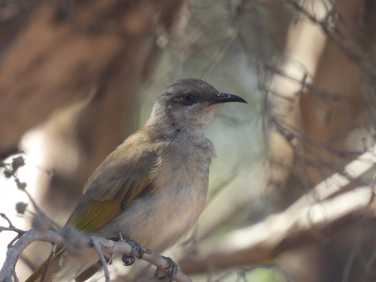 Brown Honeyeater - ML617510232