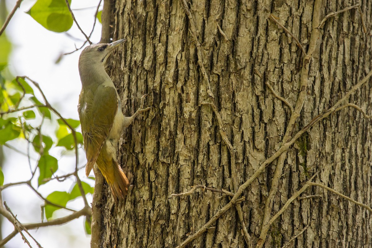 Gray-headed Woodpecker - ML617510243