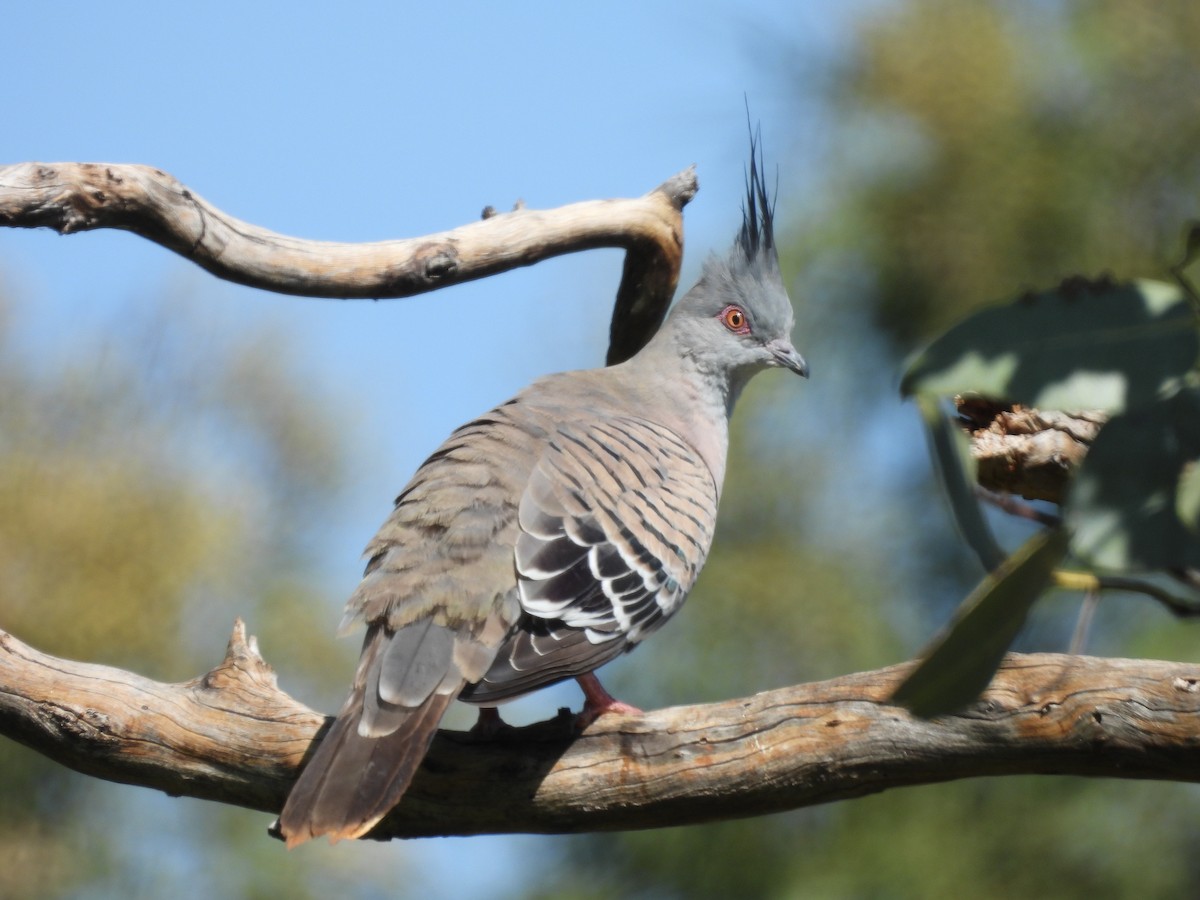 Crested Pigeon - ML617510246