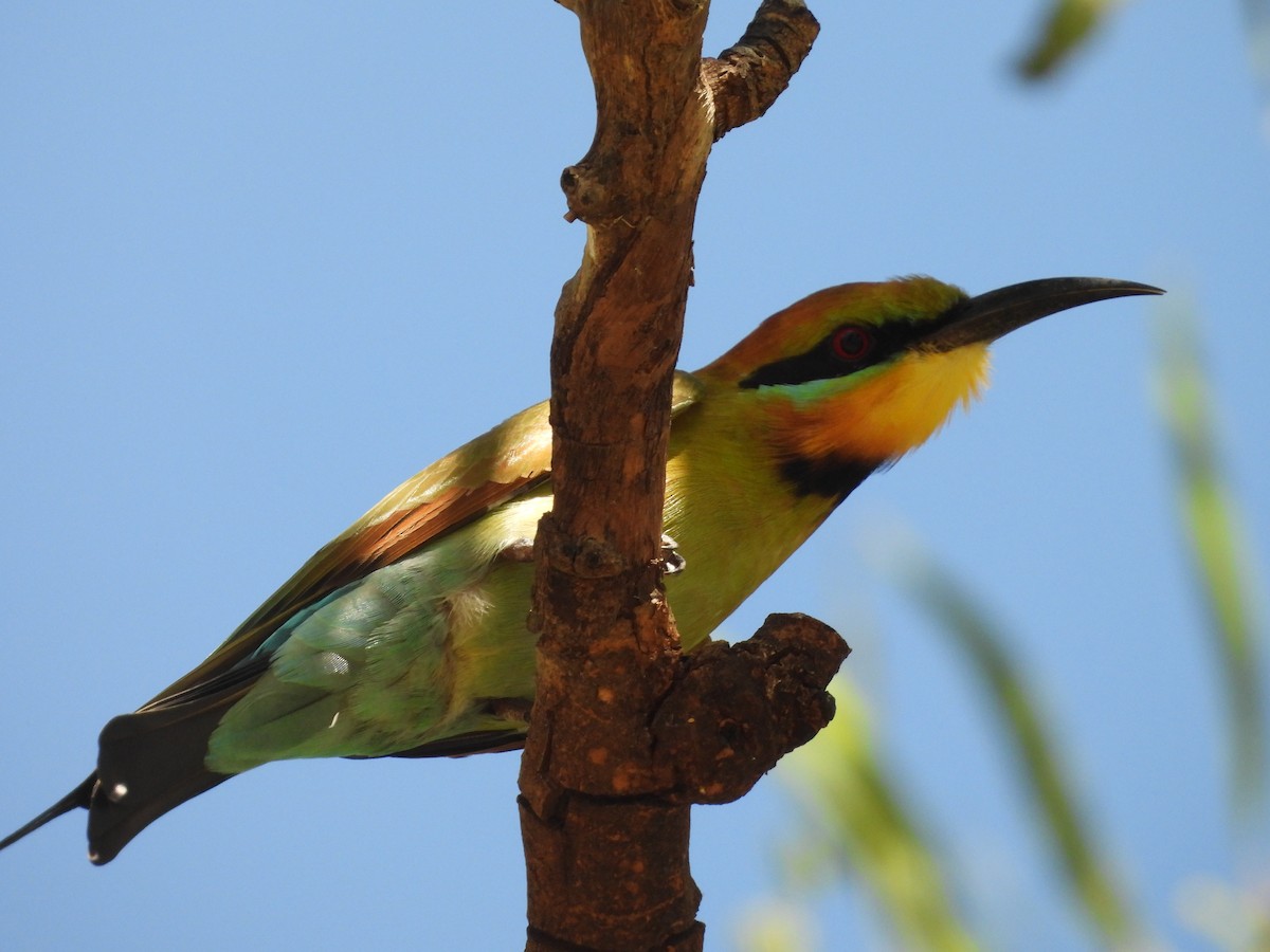 Rainbow Bee-eater - ML617510247