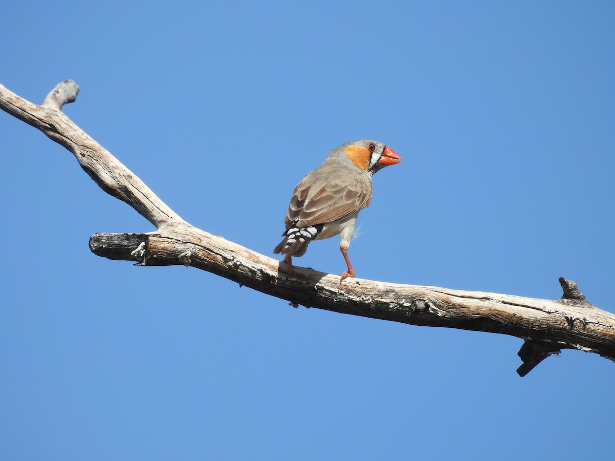 Zebra Finch - ML617510256