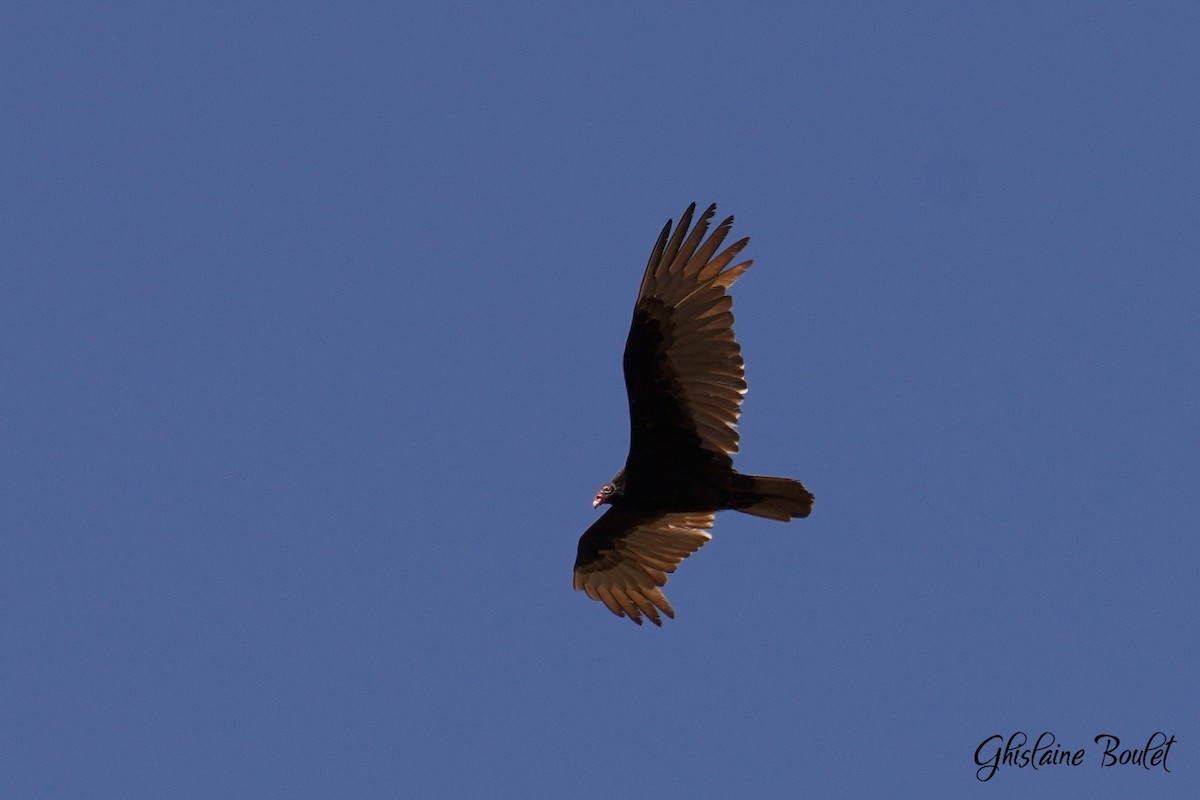 Turkey Vulture - ML617510259