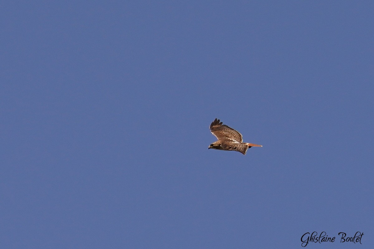 Red-tailed Hawk - ML617510260
