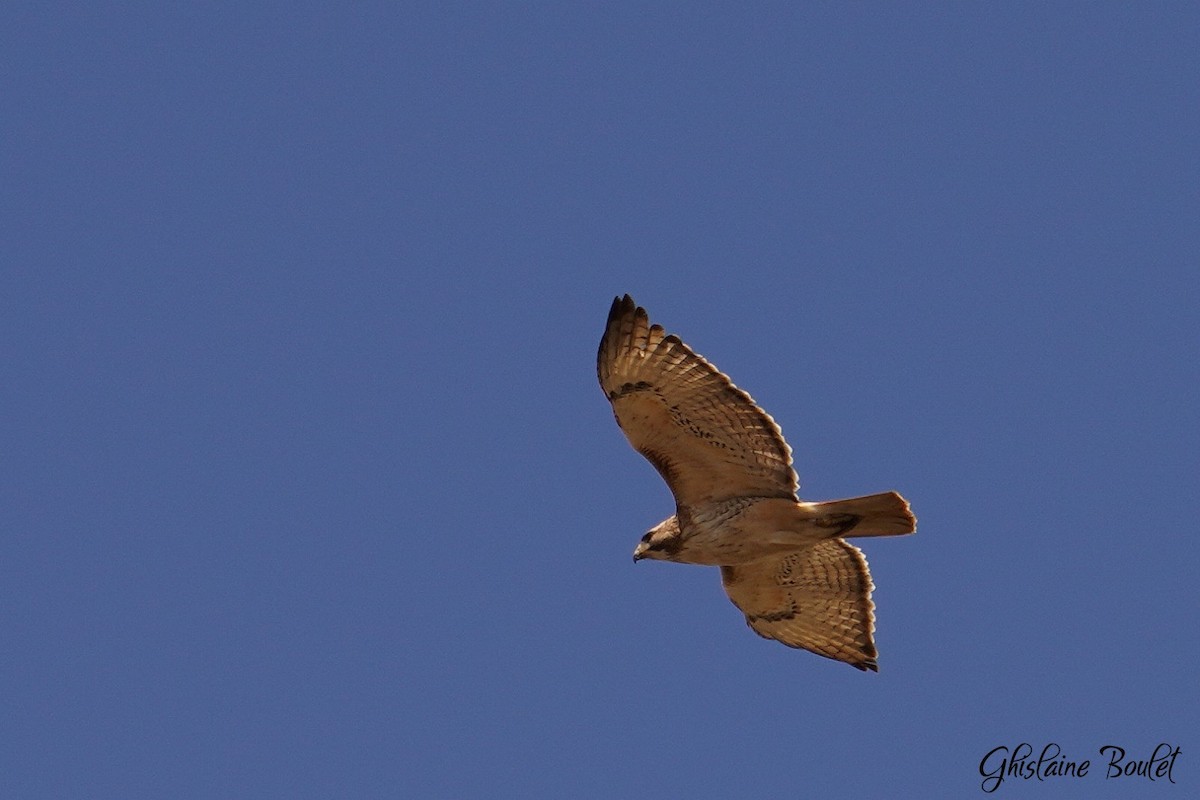 Red-tailed Hawk - ML617510261