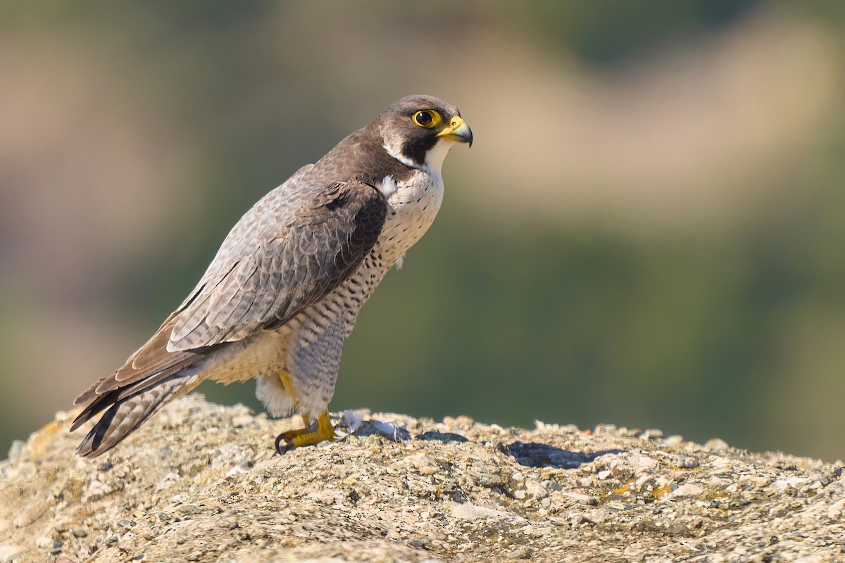 Halcón Peregrino - ML617510263