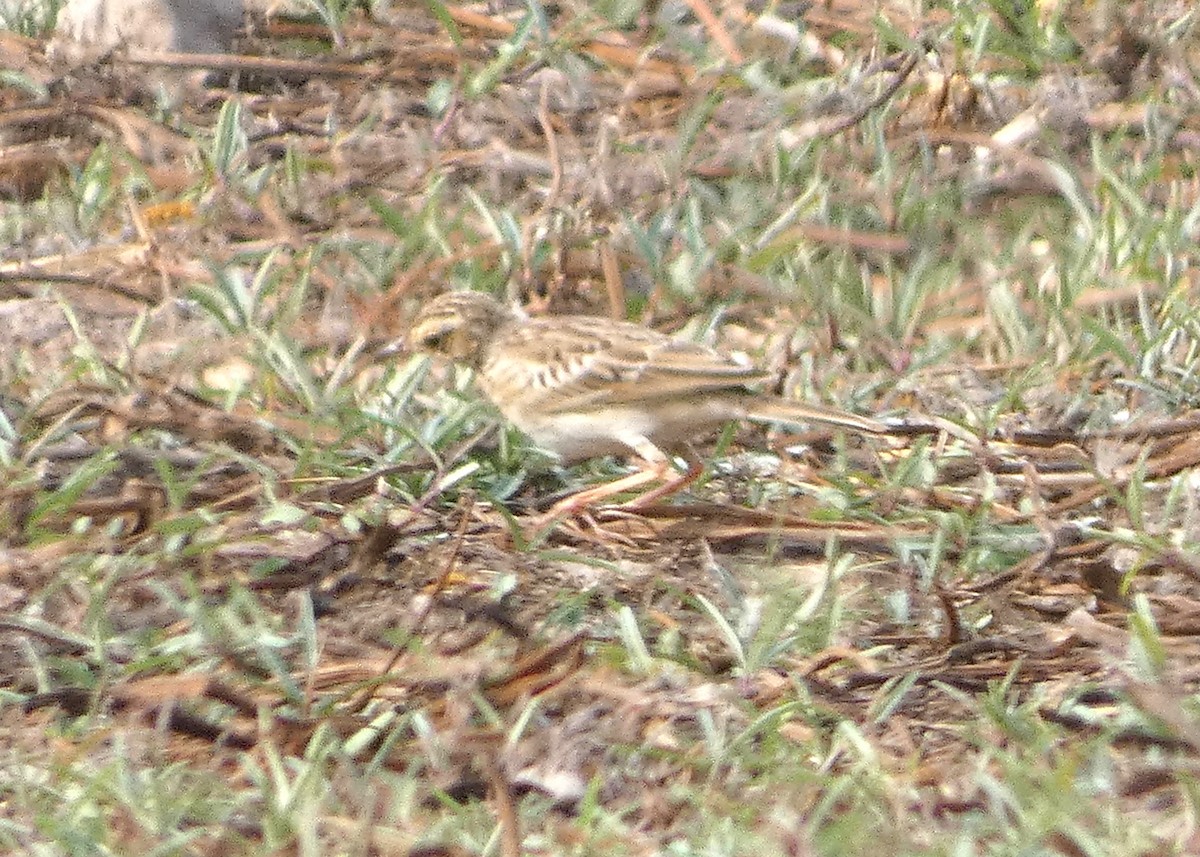 Paddyfield Pipit - Mike Tuer