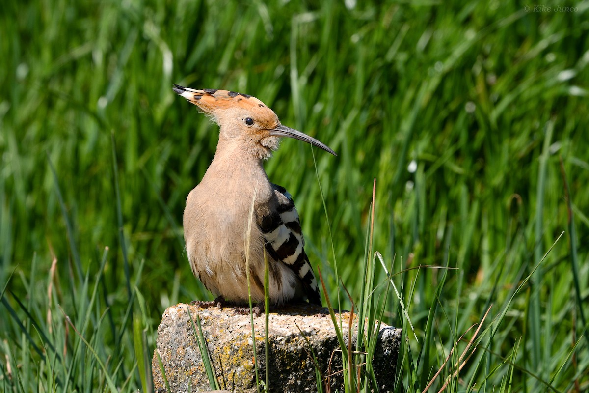 Eurasian Hoopoe - ML617510292