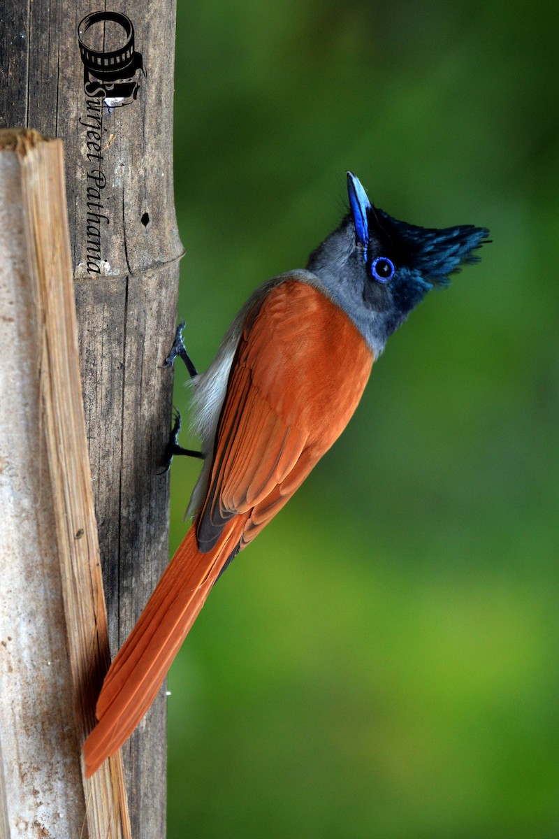 Indian Paradise-Flycatcher - Surjeet Pathania