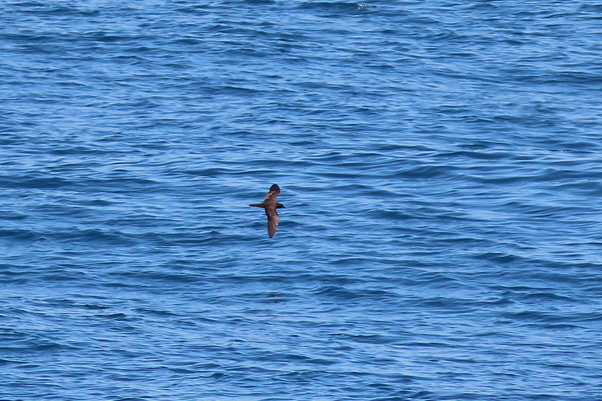 Bulwer's Petrel - ML617510308