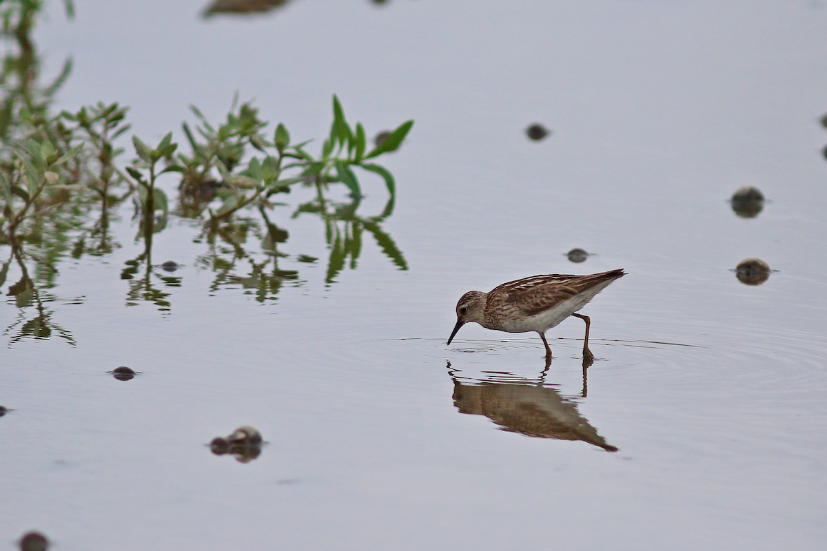 Langzehen-Strandläufer - ML617510368