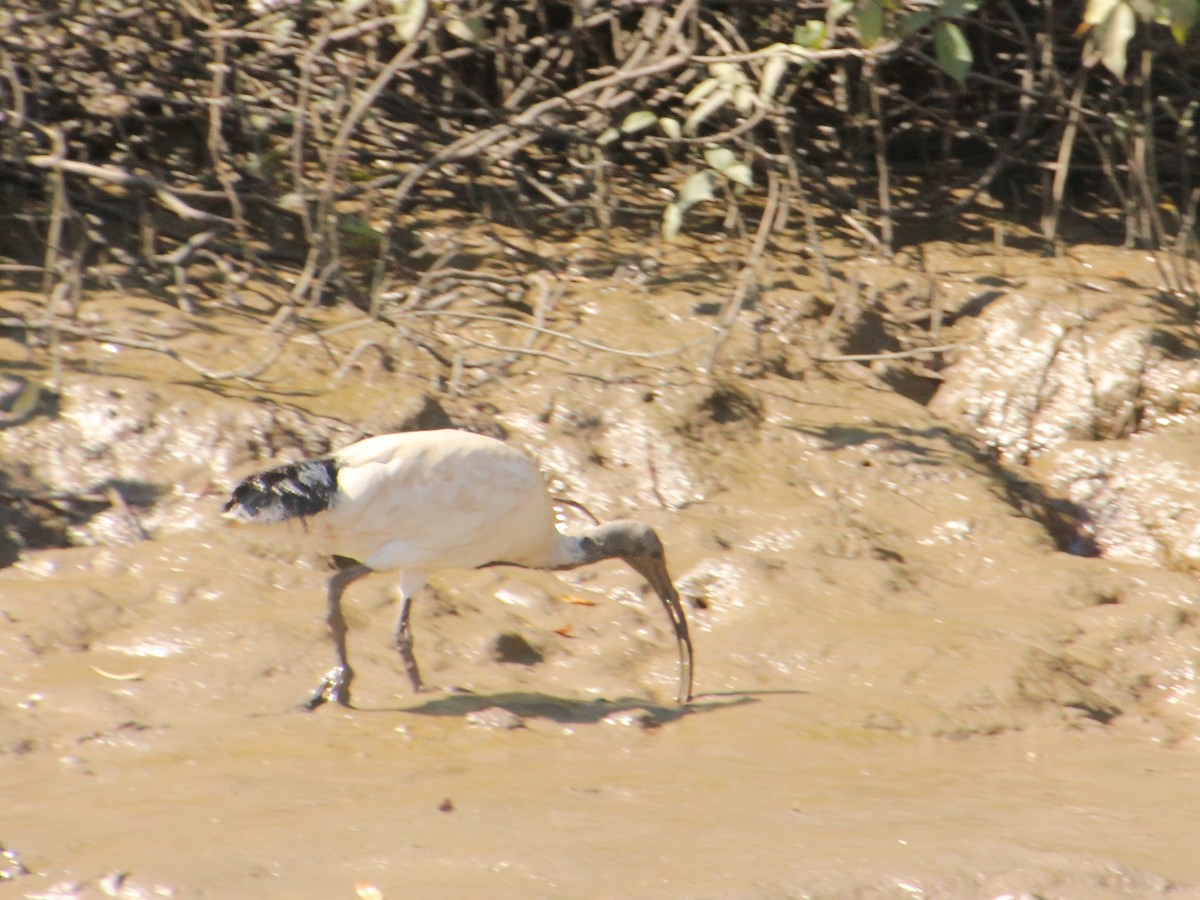 Ibis à cou noir - ML617510384