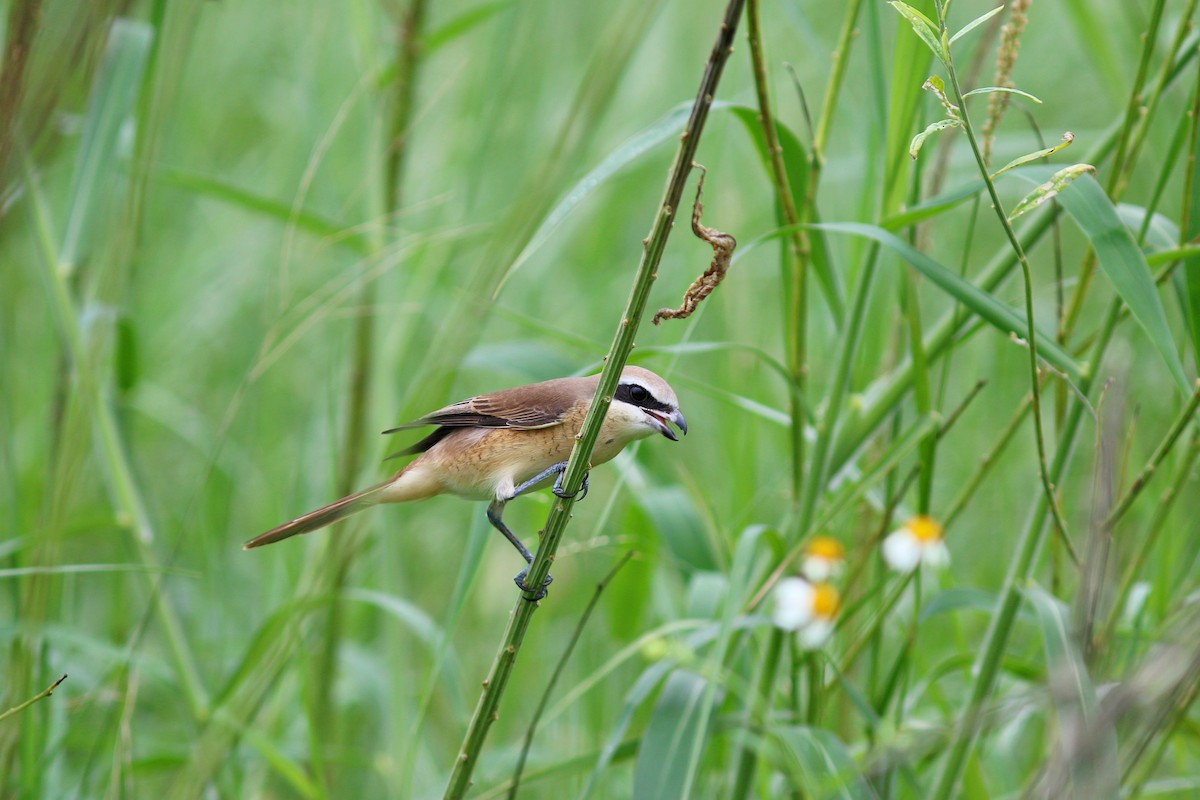 Pie-grièche brune - ML617510417