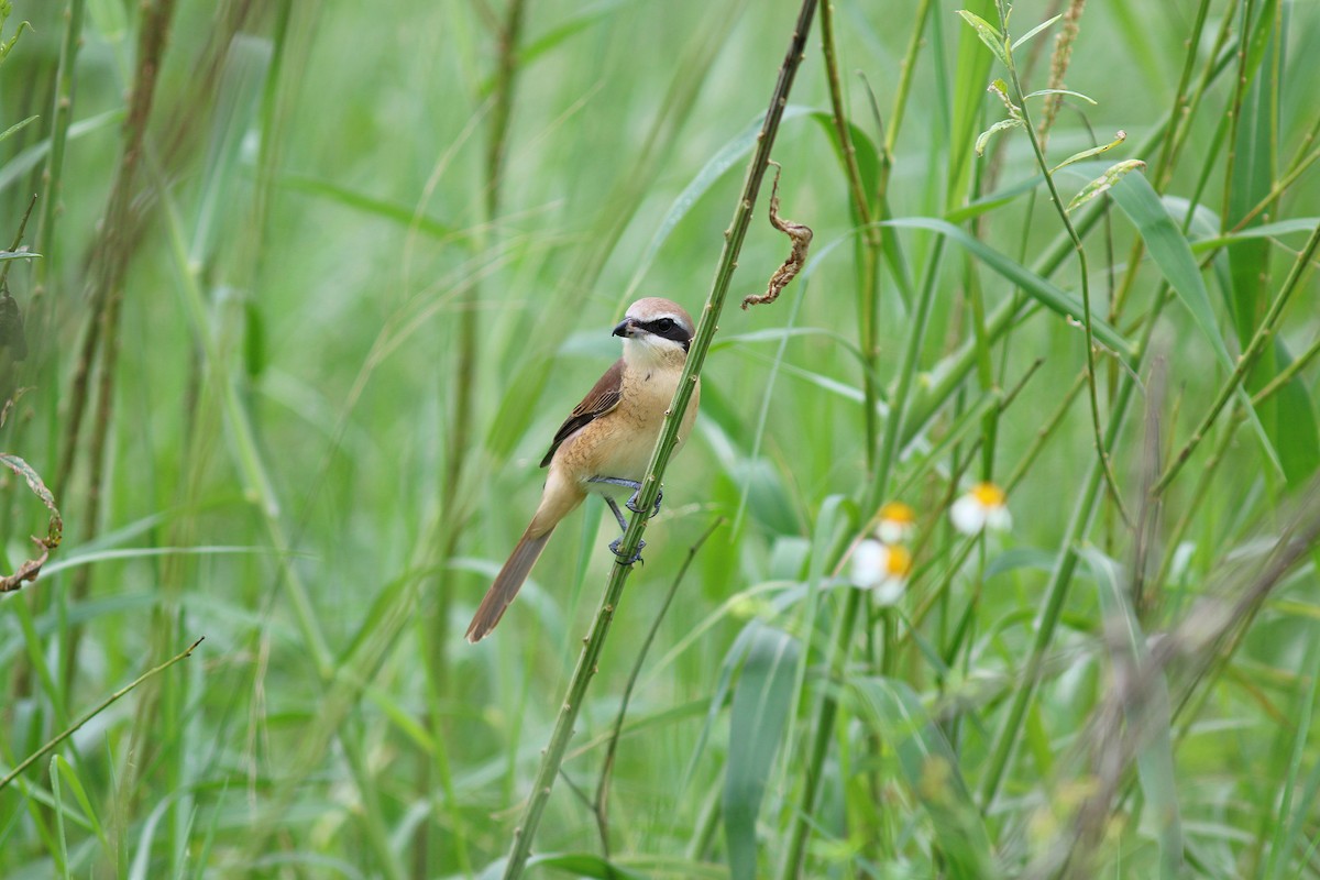 Brown Shrike - ML617510418