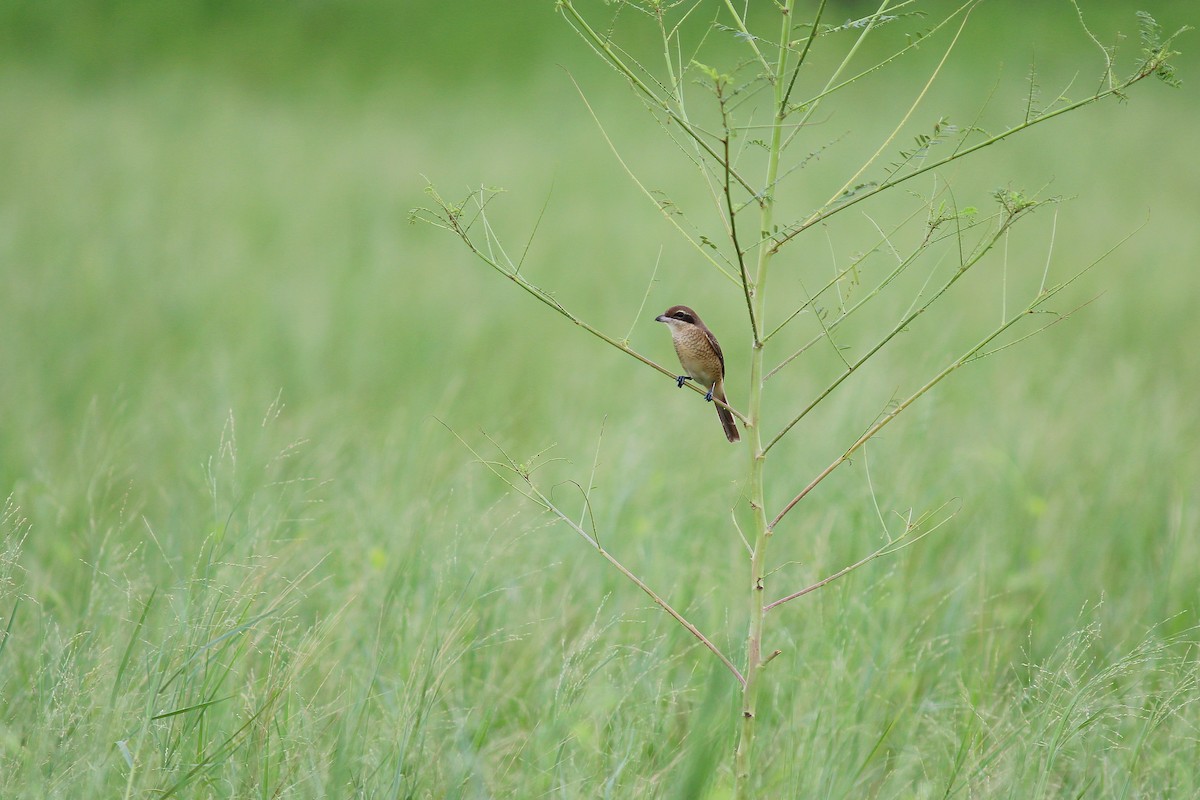 Brown Shrike - ML617510419