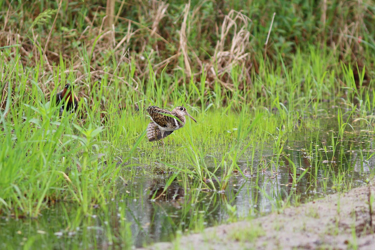 riksesnipe - ML617510422