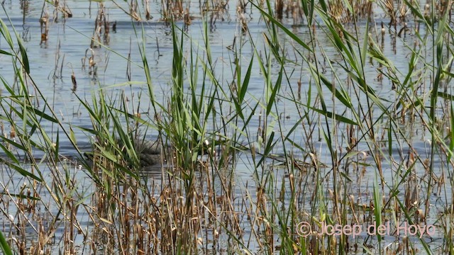 Eurasian Coot - ML617510464