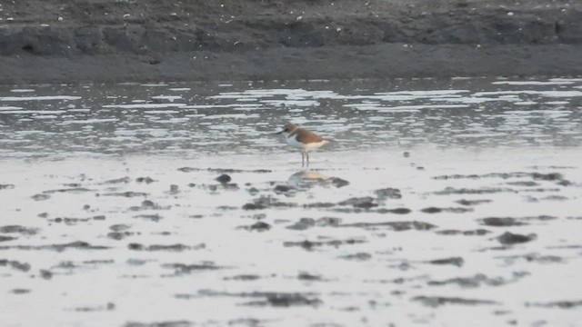 Javan Plover - ML617510488