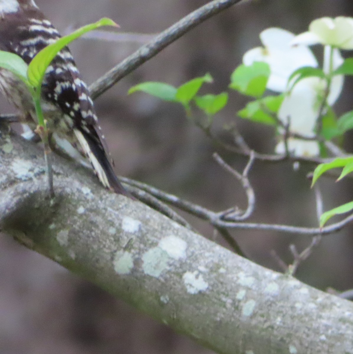 Japanese Pygmy Woodpecker - ML617510563