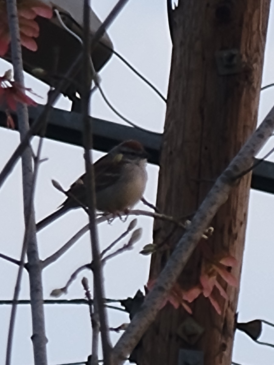 Chipping Sparrow - Jon Hills