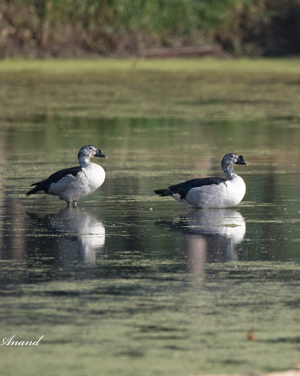 Knob-billed Duck - ML617510587