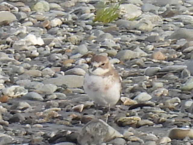 Double-banded Plover - ML617510611