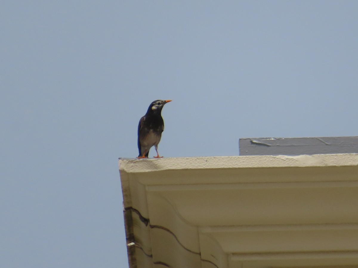 White-cheeked Starling - ML617510618