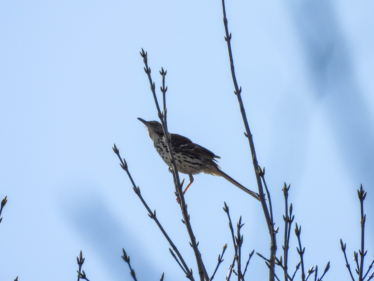 Brown Thrasher - ML617510644