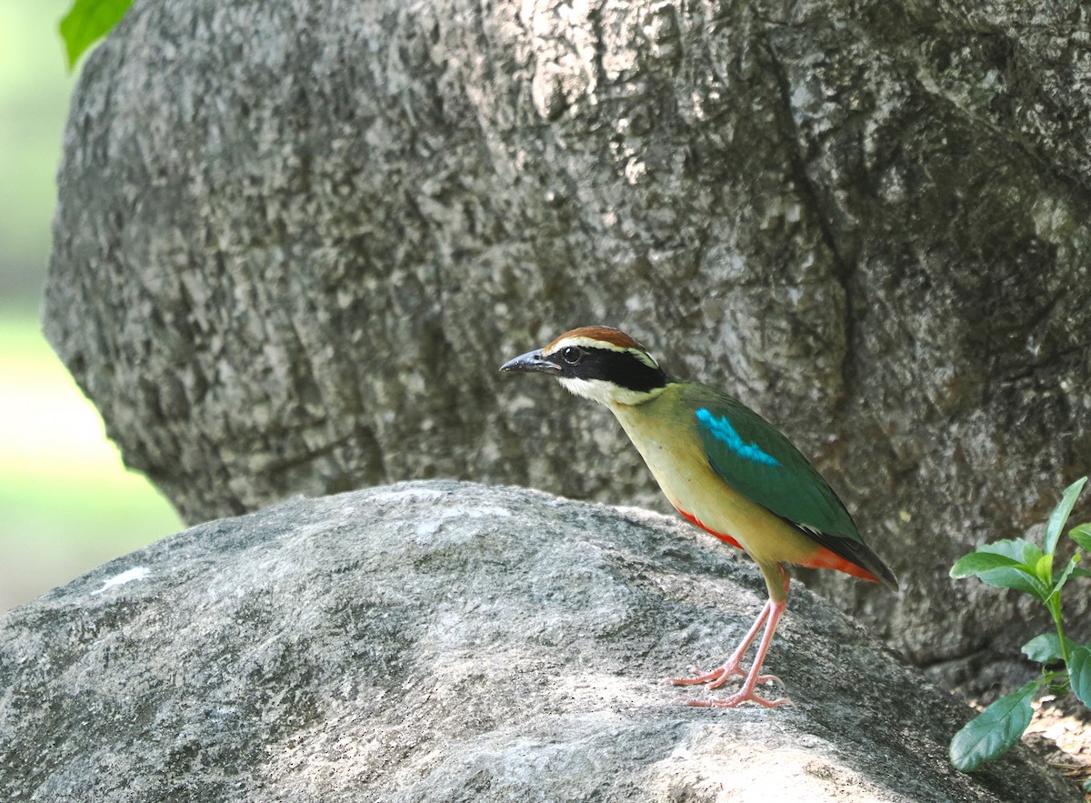 Fairy Pitta - ML617510701