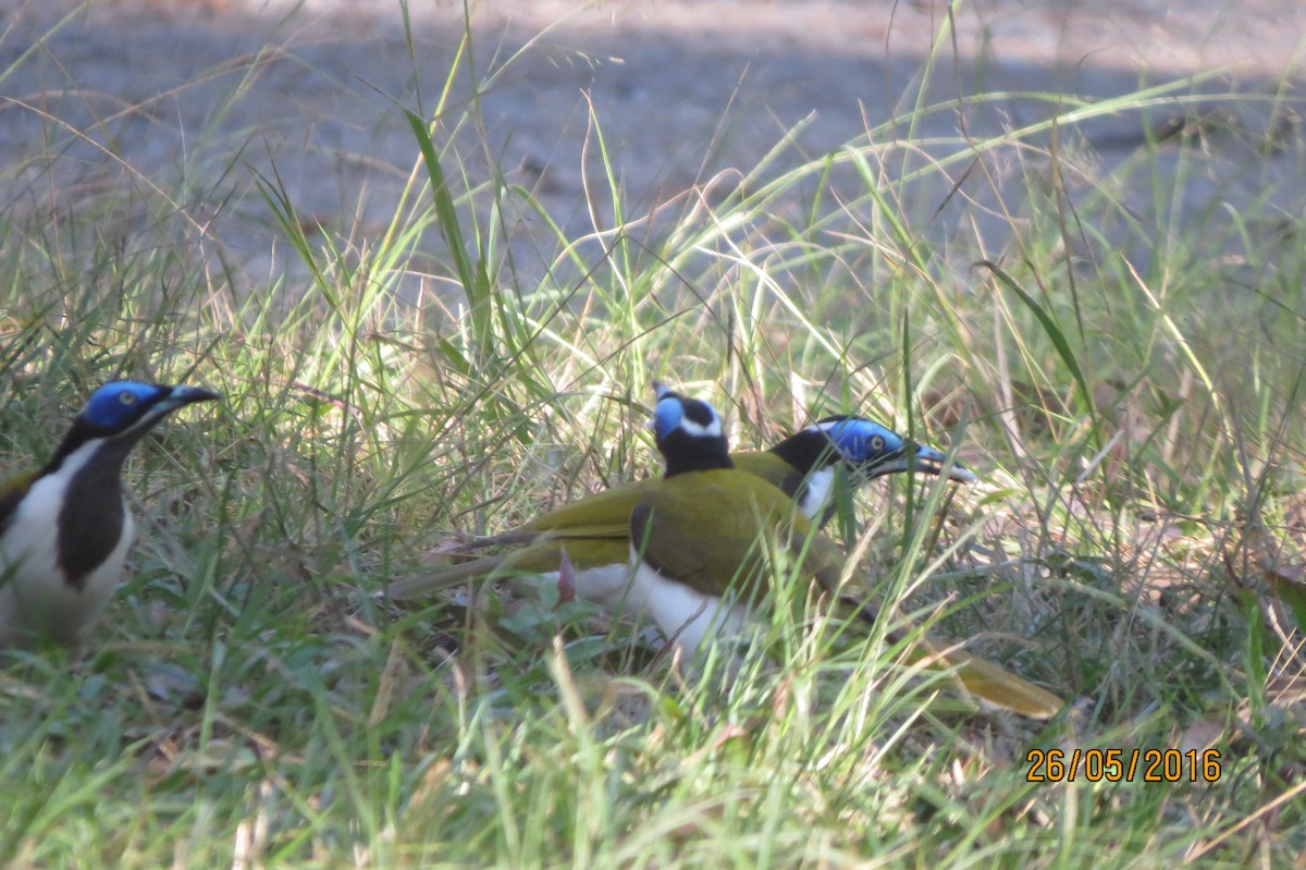 Blue-faced Honeyeater - ML617510702