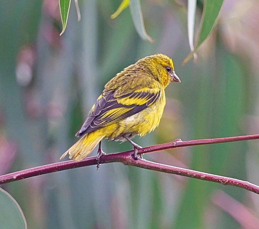 Serin à calotte jaune - ML617510722