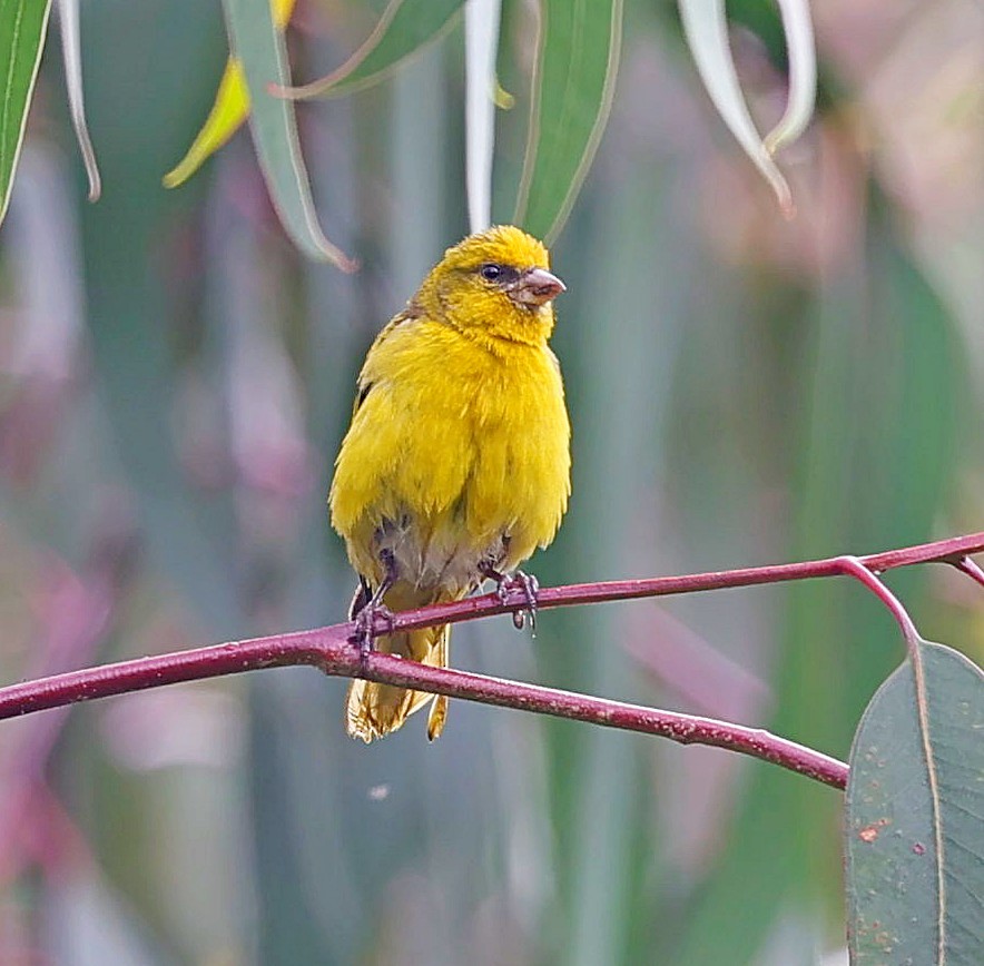 Serin à calotte jaune - ML617510724