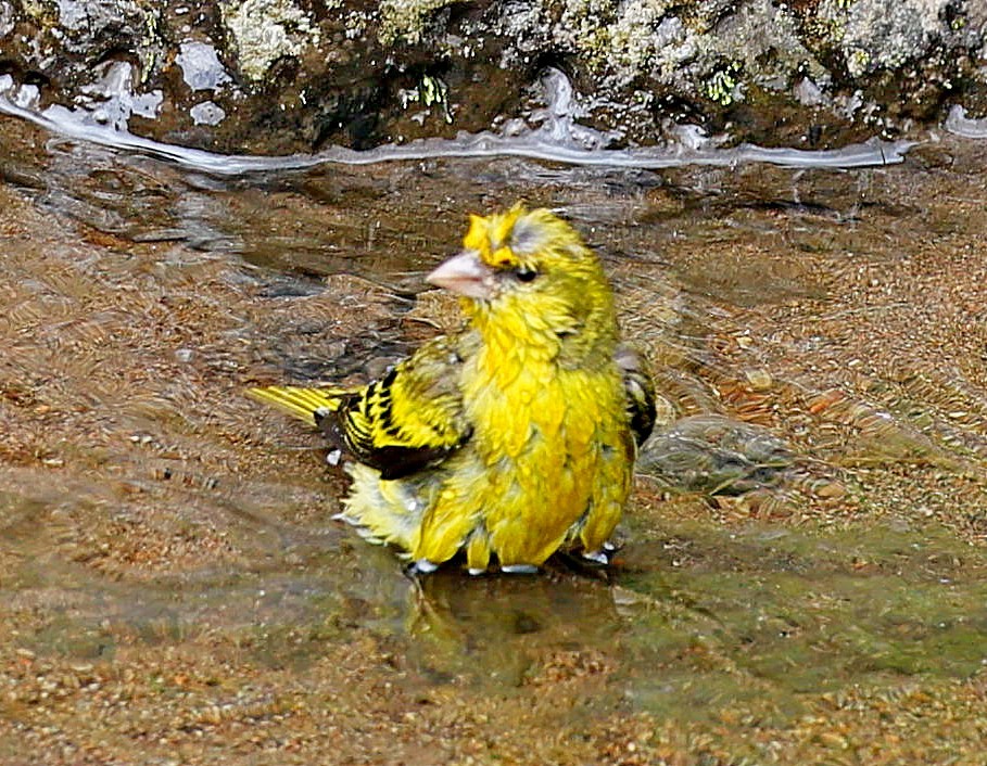 Serin à calotte jaune - ML617510725