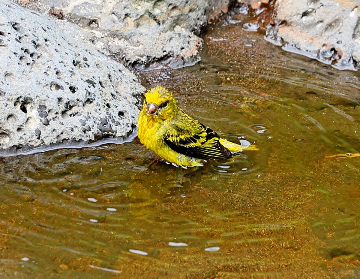 Serin à calotte jaune - ML617510726