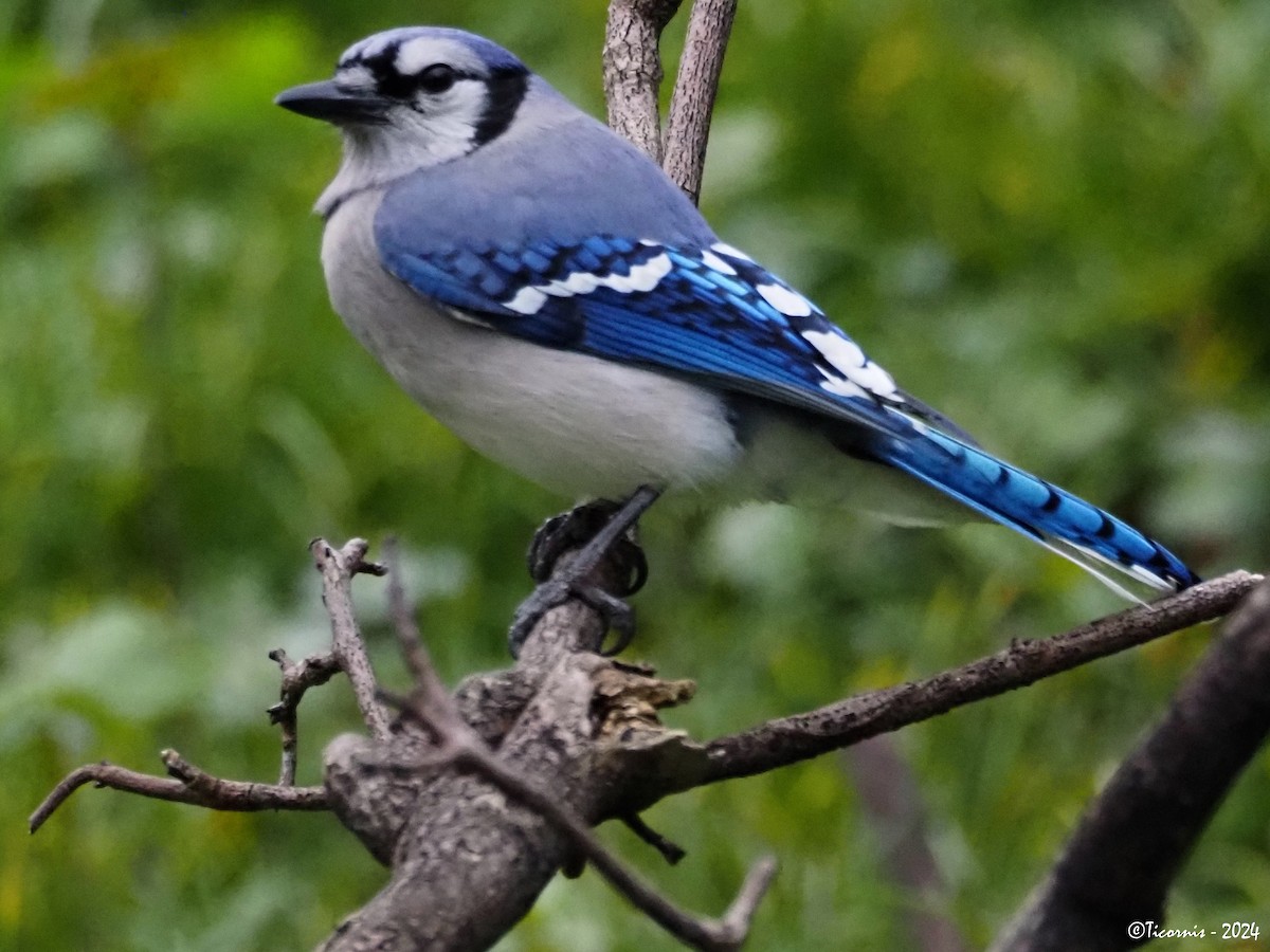 Blue Jay - ML617510770