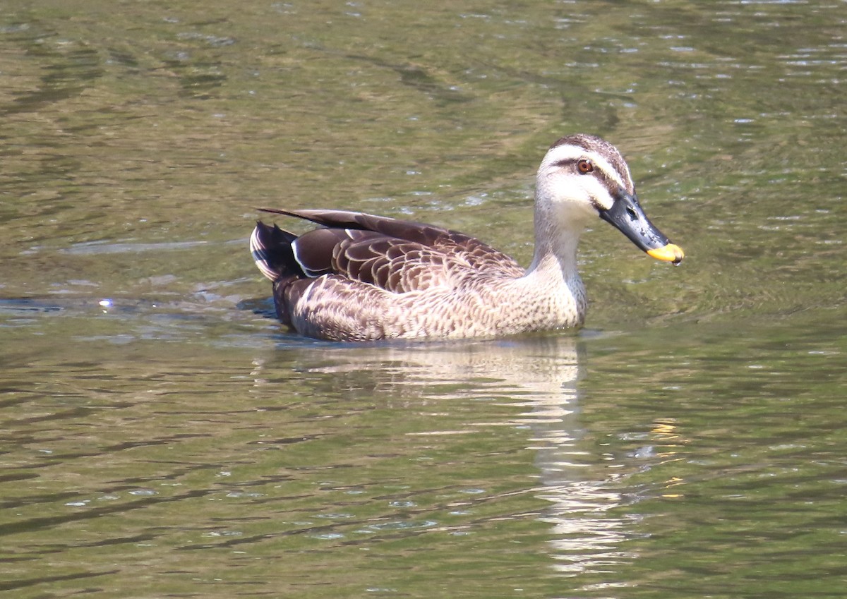 Eastern Spot-billed Duck - ML617510798