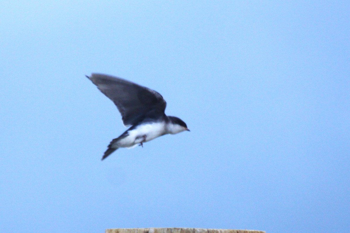 Tree Swallow - Clyde Blum