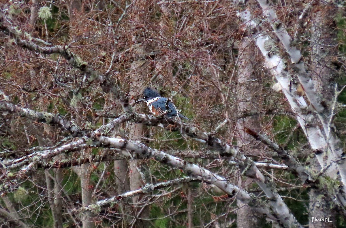 Belted Kingfisher - ML617510805