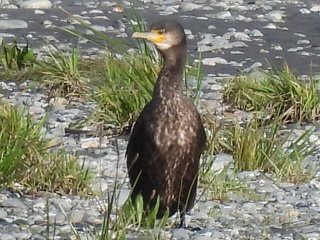 Great Cormorant - ML617510823