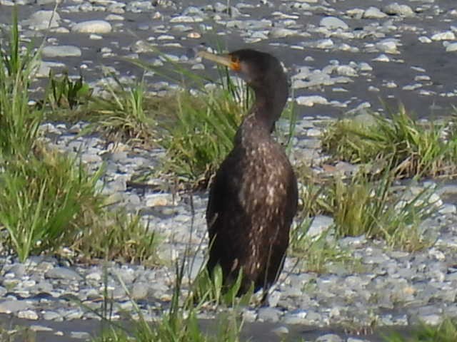 Great Cormorant - ML617510824