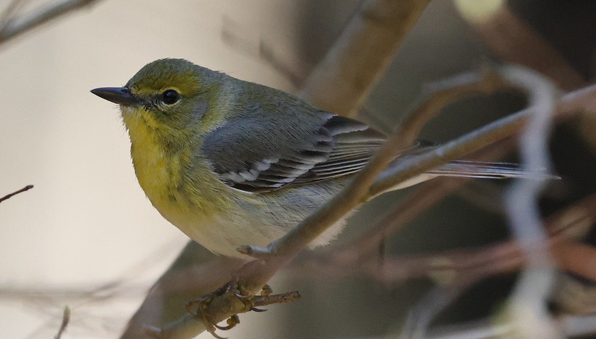 Pine Warbler - David Nicosia