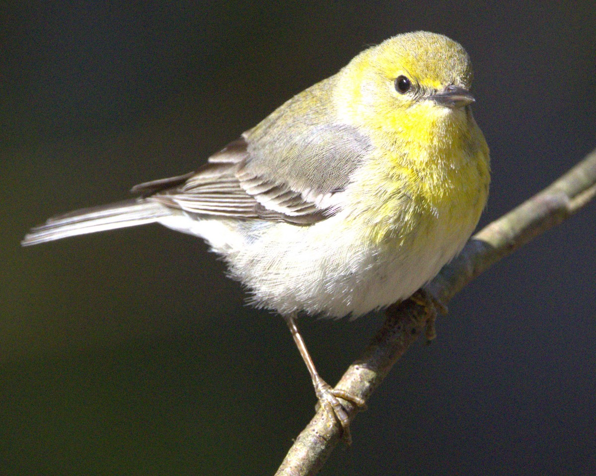 Pine Warbler - David Nicosia