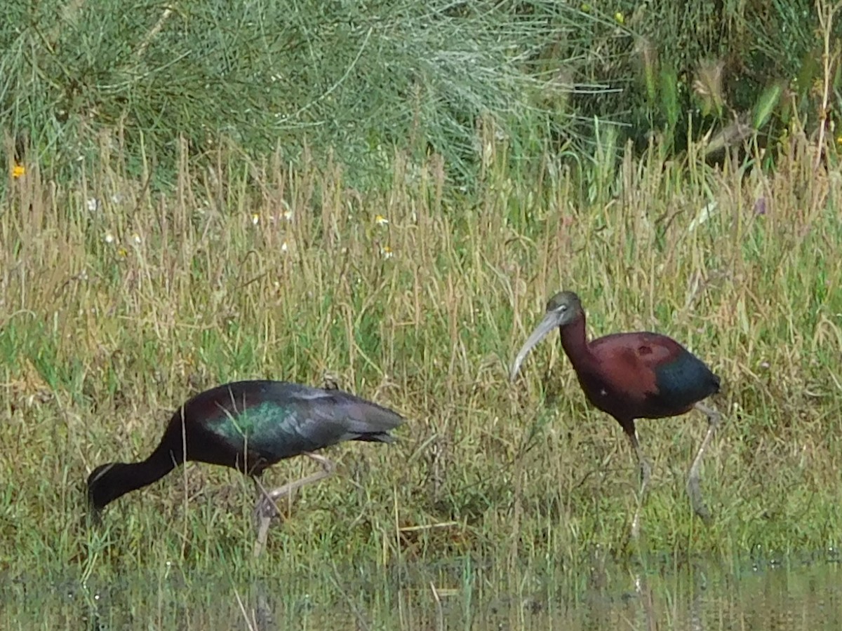 ibis hnědý - ML617510909