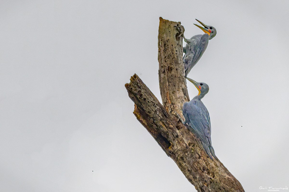 Great Slaty Woodpecker - ML617510911